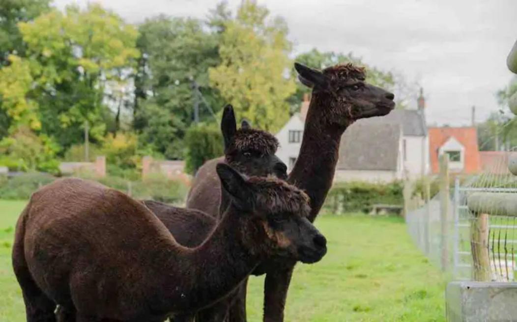 Cosy Pet Friendly Victorian Coachhouse Near Nature Walks On Norfolk Broads, With Fire Pit, Bbq & Alpacas Villa Ranworth Exterior photo